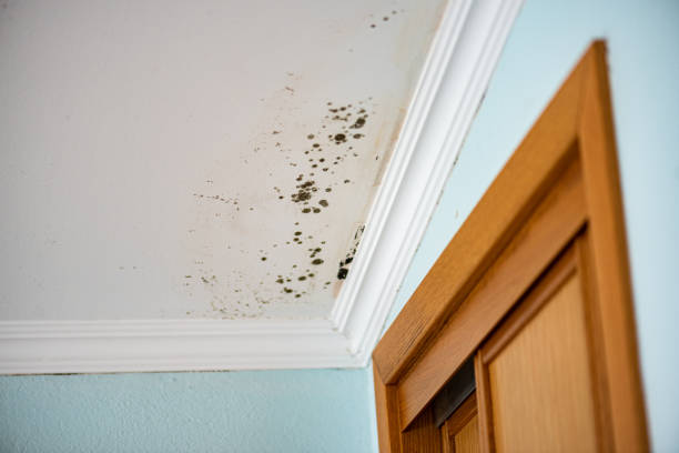 Best Insurance-Related Mold Remediation in Edgemere, MD