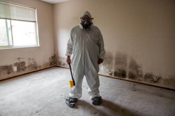 Best Post-Flood Mold Remediation in Edgemere, MD